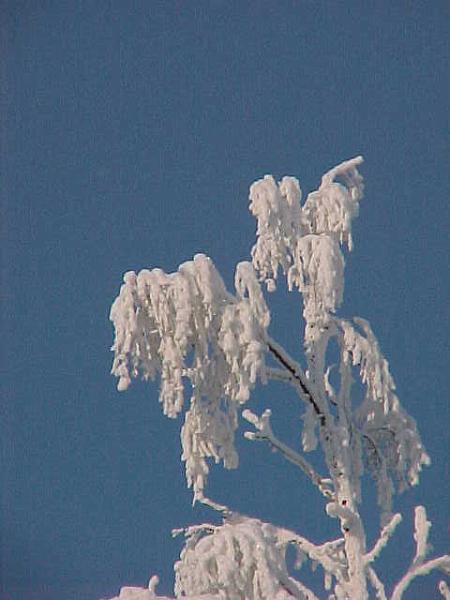 Sun and snow.JPG